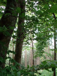 Trees in the Black Forest