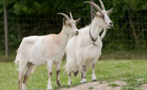 (Photograph: Sciencenews.org.)